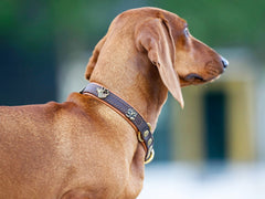 "Brauner Hund im Profil trägt elegantes Zugstopp-Halsband Wilde Liebe mit dekorativer Verzierung."