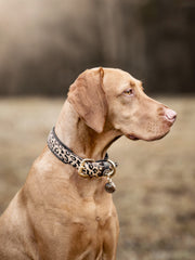 Hund mit beige-farbenem Fell trägt ein Leoparden-Halsband, aufmerksam sitzend vor unscharfem Hintergrund.