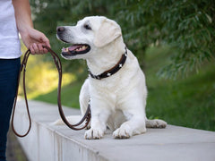 Weißer Labrador mit braunem Zugstopphalsband neben Halter in grünem Park. Naturaufnahme mit Bäumen und Rasen.
