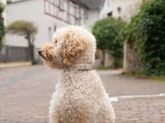 "Hund mit lockigem, hellbraunem Fell trägt ein helles Nietenhalsband auf einem gepflasterten Weg in St. Tropez."