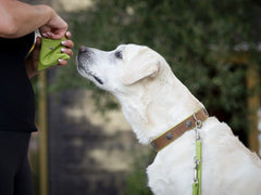 Weißer Labrador schaut neugierig zu Person mit Leckerlitasche, trägt braunes Halsband Edelweiss.