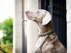 Graue Dogge mit Zierhalsband, aufmerksam in die Höhe blickend, im Hintergrund verschwommene Landschaft.