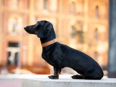 Schwarzer Dackel mit braunem Halsband sitzt seitlich auf hellem Untergrund, urbaner Hintergrund unscharf.