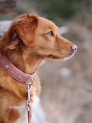 Hund mit goldenem Fell und brauner Leine schaut seitlich in die Ferne, unscharfer Hintergrund.