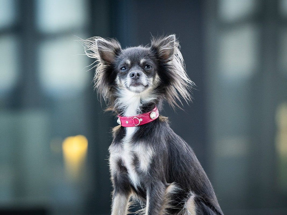 Kleiner Hund mit schwarzem-braunem Fell und rotem Halsband sitzt stolz und blickt in die Kamera.