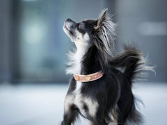 Kleiner Hund mit glänzendem schwarz-braunem Fell trägt ein pinkes Halsband mit Herzanhänger und hat einen aufgeweckten Blick.