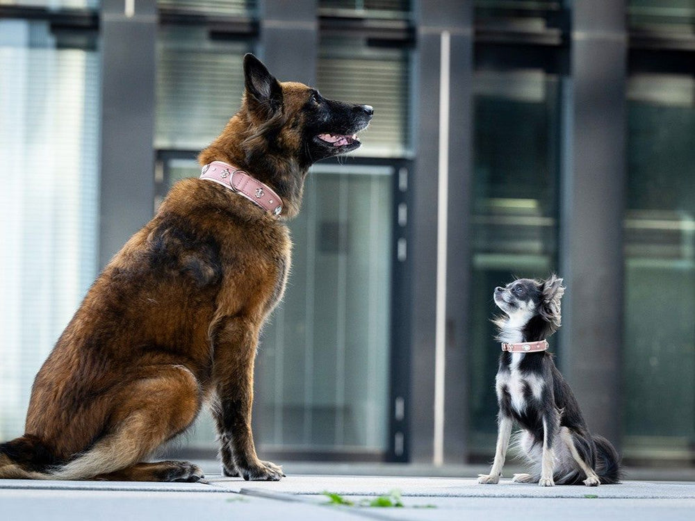 Malinois und Chihuahua mit passenden Halsbändern, der Malinois sitzt entspannt, der Chihuahua schaut neugierig nach oben.
