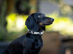 Schwarzer Dackel mit hellem Kuhfell-Halsband in natürlicher Umgebung, aufmerksam nach links schauend.