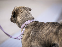 Hund mit helllila Halsband Mini Sunrise, verziert mit Nieten, seitlich an der Leine stehend.