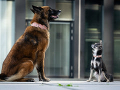 Zwei Hunde: ein brauner Belgischer Schäferhund und ein kleiner Chihuahua, die beide nach oben blicken.