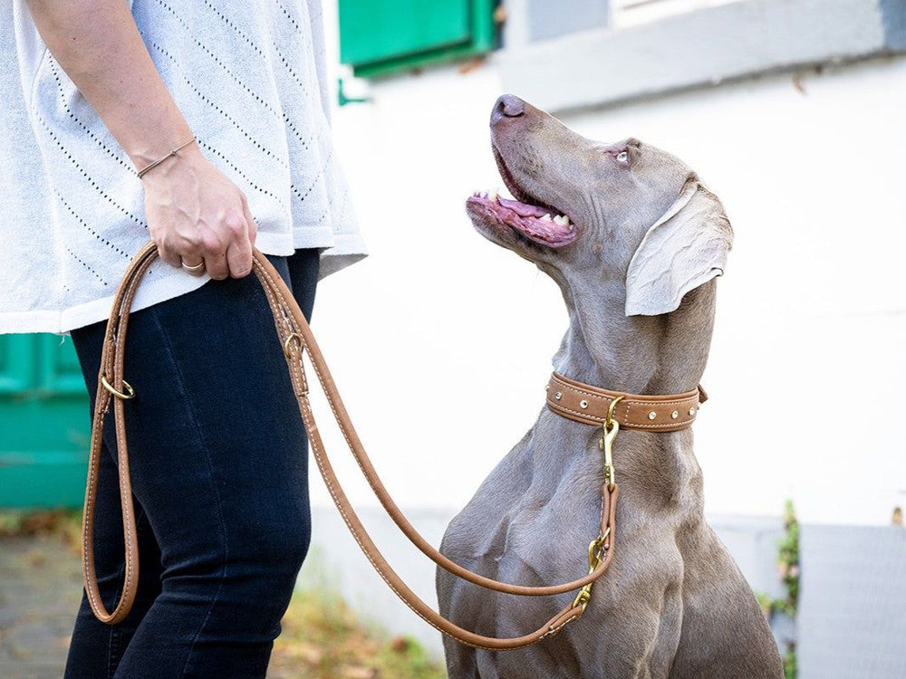 Hundehalter mit grauem Hund und Lederhalsband, Freude beim Spaziergang in einem natürlichen Umfeld.