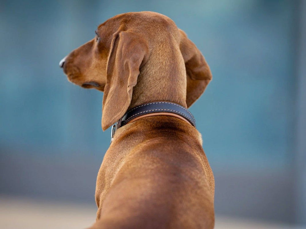 Hund mit braunem Fell im Premium Zugstopp Halsband, seitlicher Blick auf bläulichem Hintergrund.