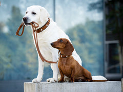 Zwei Hunde, ein Labrador und ein Dachshund, tragen Lederleinen und zeigen Stil auf einem Podest.