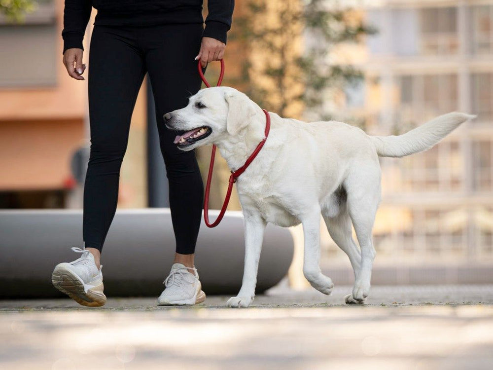 Sportlich gekleidete Person spaziert mit aktivem weißen Retriever an roter Leine in einer urbanen Umgebung.