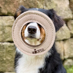 Hund hält Spielzeug in Form eines Stoffrings vor seinem Gesicht, sitzt vor einer steinernen Wand. Natürliches Hundespielzeug.