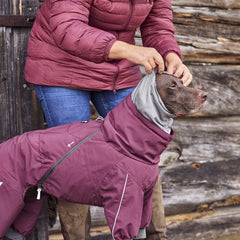 Hund im lila Hundemantel vor Holzwand, Person richtet Kapuze. Hunde-Overall Extreme für kühle Tage.