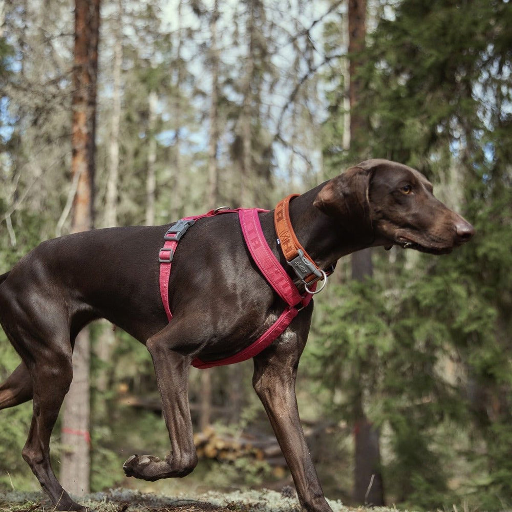 Dunkelbrauner Hund im Wald mit rosa Casual Y-Harness ECO Geschirr zwischen grünen Bäumen.