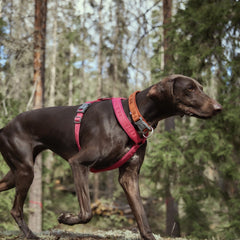 Brauner Hund mit pinkfarbenem Geschirr und orangefarbenem Halsband im Wald. Hundegeschirr Casual Y-Harness ECO in Aktion.