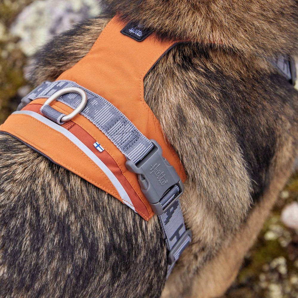 Orange Hundegeschirr mit reflektierenden, grauen Riemen, Metallbefestigung und finnischem Flaggenaufnäher auf Hund.