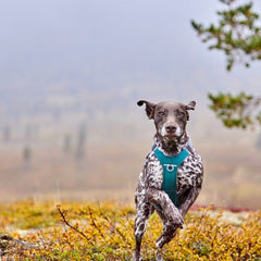 Hund mit geflecktem Fell trägt grünes Rover Harness Hundegeschirr in nebeliger Landschaft mit Bäumen.
