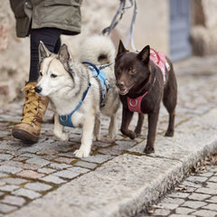 Zwei Hunde mit dem Safeguard Harness ECO Geschirr, blau und pink, werden von einer Person in olivfarbener Jacke und braunen Stiefeln geführt.