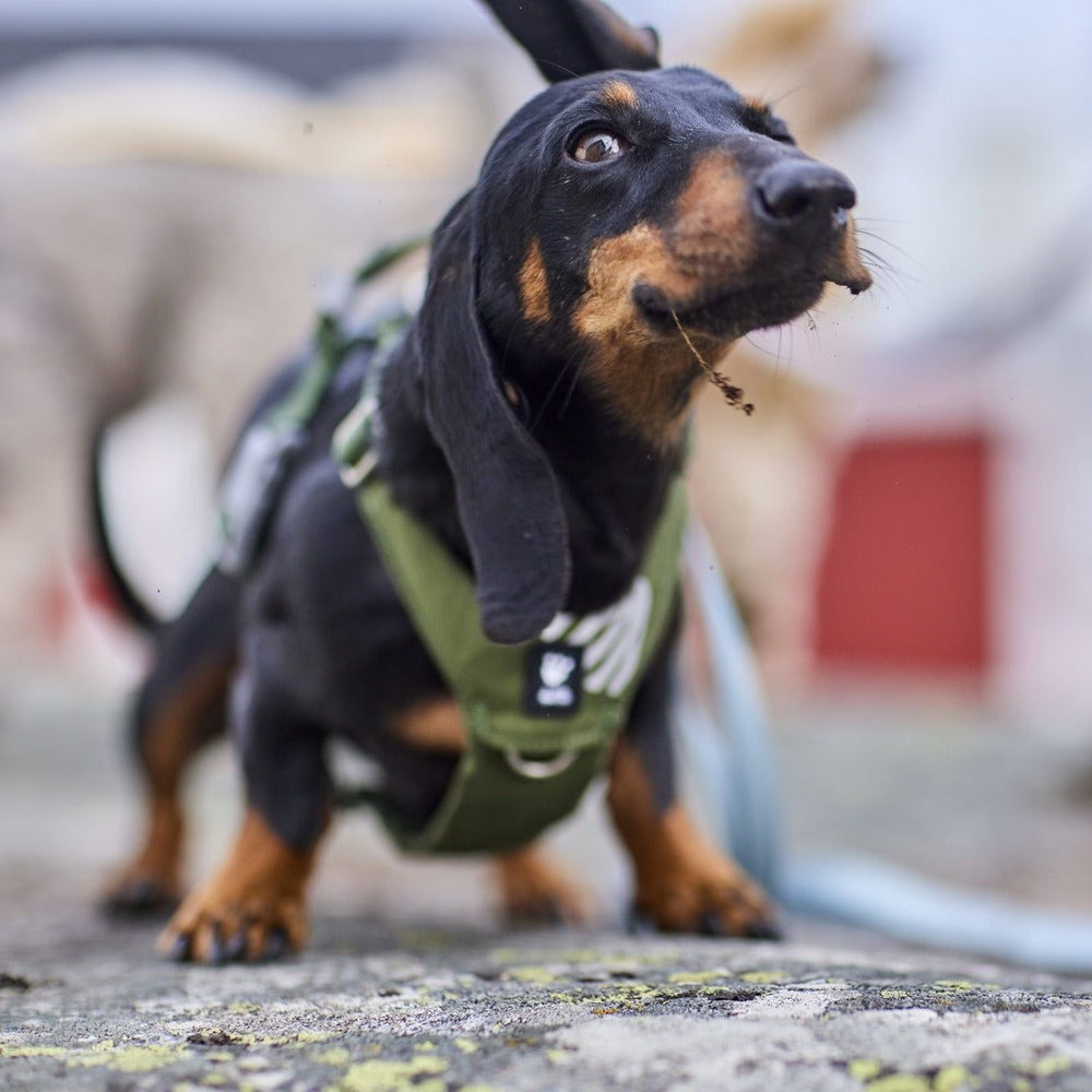 Dackel mit schwarzem Fell und grünem Hundegeschirr trägt einen Ast im Mund, unscharfer Hintergrund mit anderen Hunden.