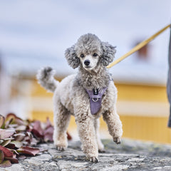 Grauer Pudel mit lila Geschirr an der Leine auf einem Steinweg, unscharfer Hintergrund mit gelben Gebäuden und Pflanzen.