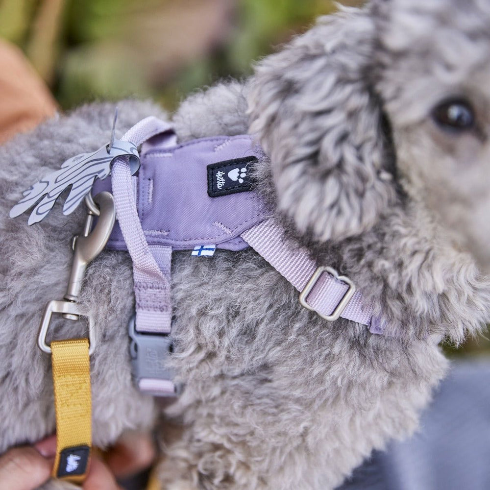 Kleiner Hund im lilafarbenen Geschirr mit Karabinerhaken und gelber Leine, ideal für angenehme Spaziergänge.