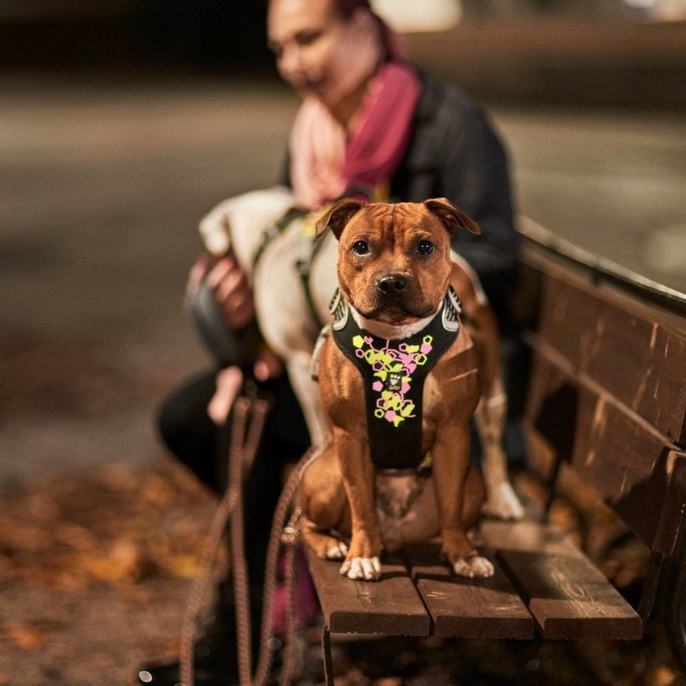 Brauner Hund mit Neon Hundegeschirr auf Holzbank im Freien, gehalten von unscharfer Person im Hintergrund.