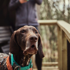 Hund mit türkisfarbenem ECO-Hundehalsband und orangefarbenem Geschirr draußen auf einer Veranda.