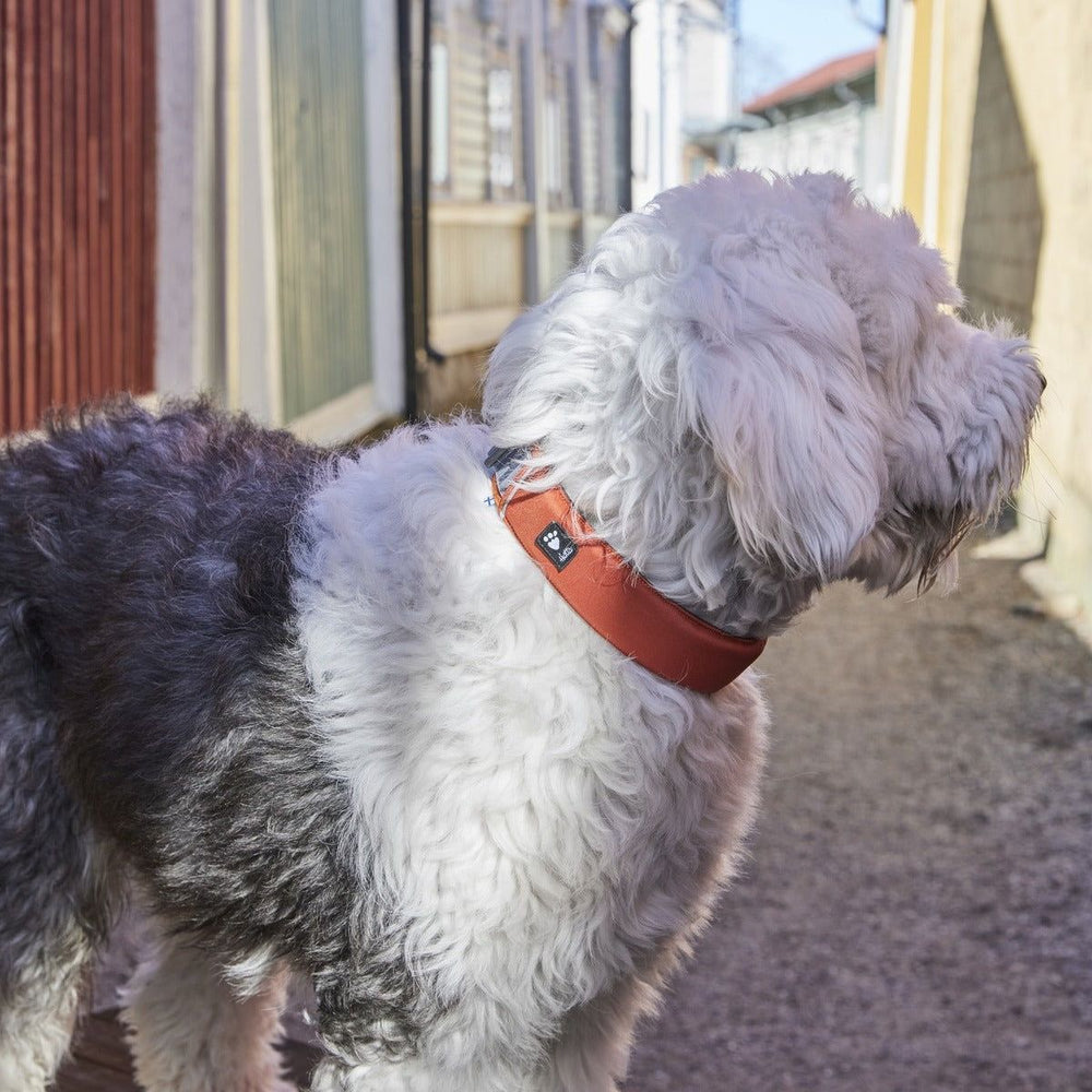 Ein Hund mit weißem und grauem Fell trägt ein orangefarbenes Halsband in einer bunten Gasse.