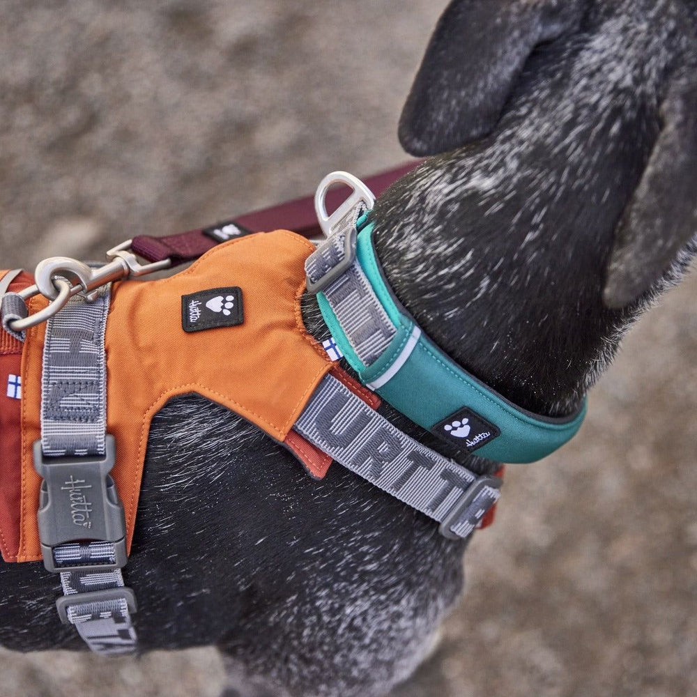 Hund mit orange-grauem Geschirr und grünem Halsband, spielt draußen und zeigt bunten Aufnäher.