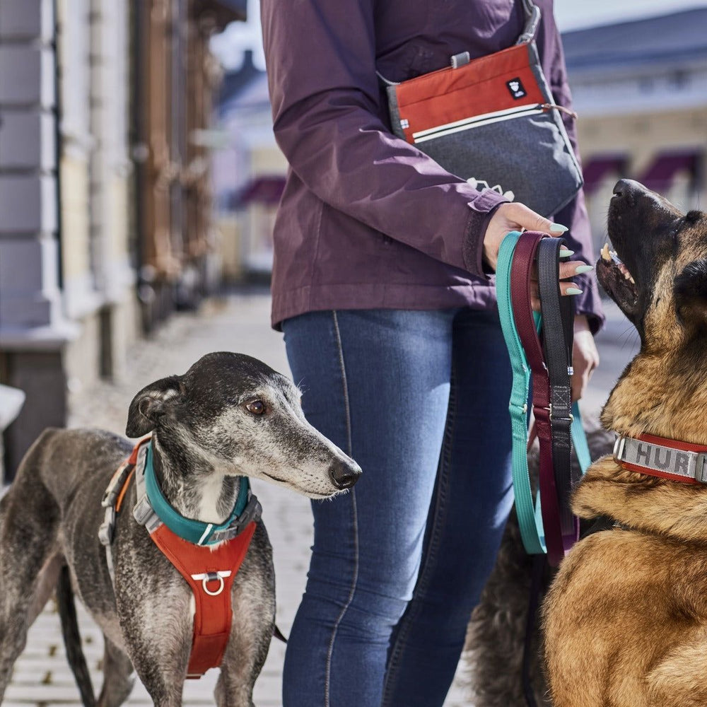 Person mit zwei Hunden an Leinen: Grau-schwarzer Greyhound im orangefarbenen Geschirr und brauner Hund im rot-weißen Outfit.