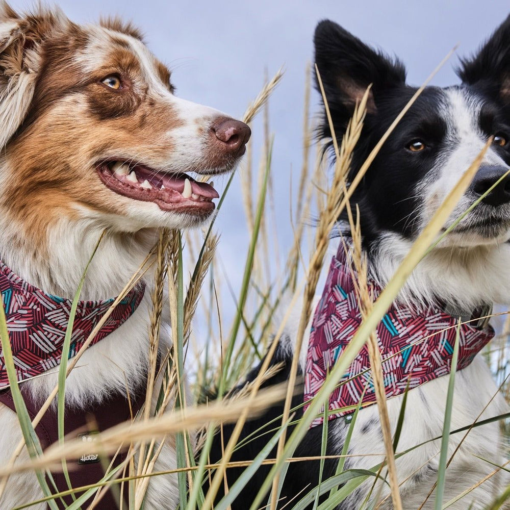 Zwei Hunde im Gras mit bunten Zhero Safety Bandana ECO Hundehalstüchern, links braun-weiß, rechts schwarz-weiß, blickend in eine Richtung.