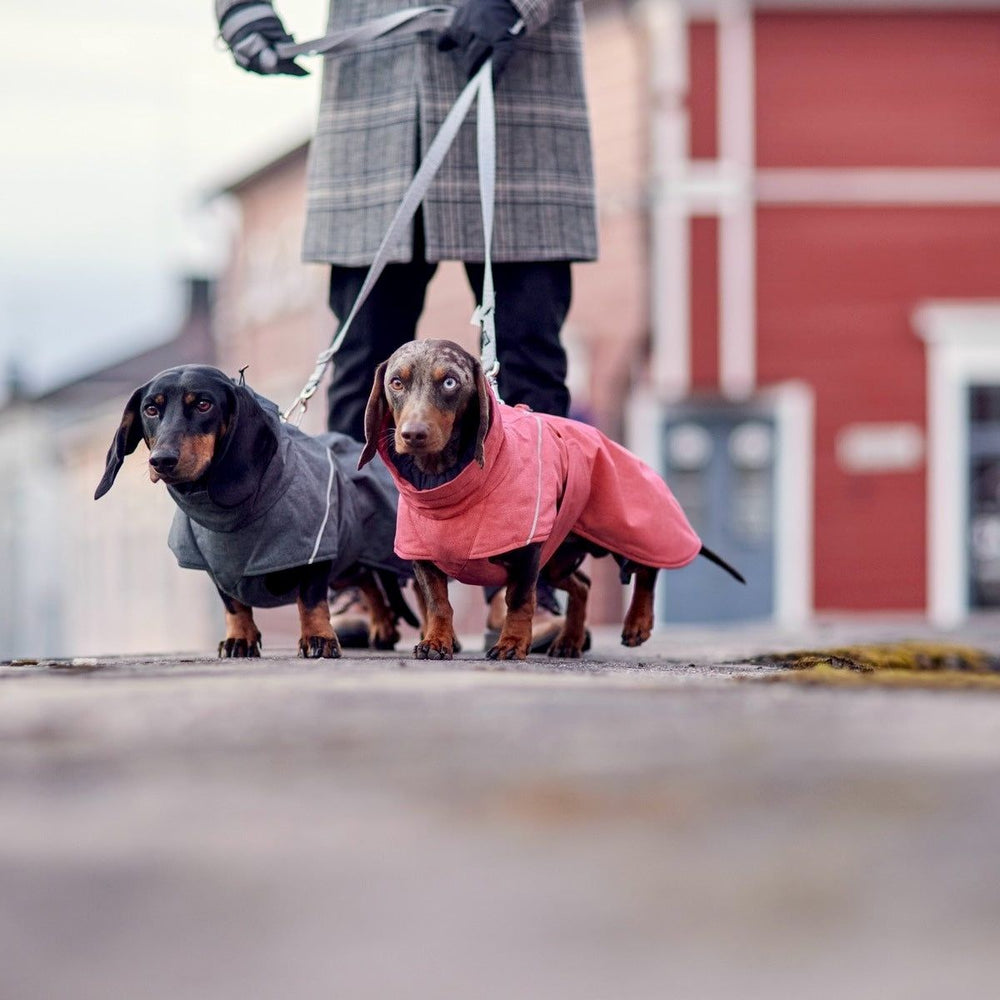 Dackel in Expedition Parka II Hundejacken, grau und rosa. Hundespaziergang im Freien. Wetterfeste Hundebekleidung.