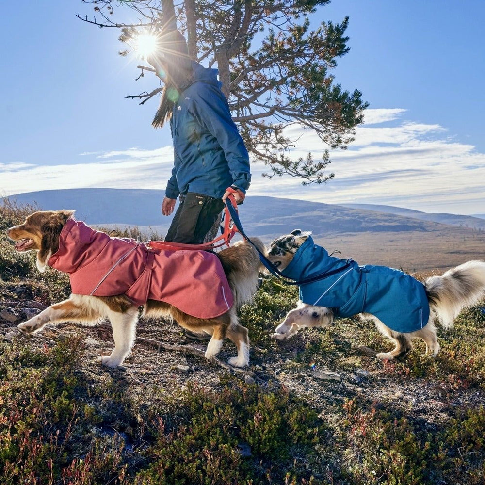 Zwei Hunde in rosa und blauen wetterfesten Jacken, spazieren unter sonnigem Himmel in hügeliger Landschaft. Hundejacke Expedition Parka II.