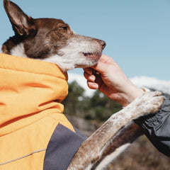 Hund trägt gelbe und graue Expedition Parka Hundejacke, Naturkulisse im Hintergrund, handgestreichelt, ideal für Outdoor-Abenteuer.