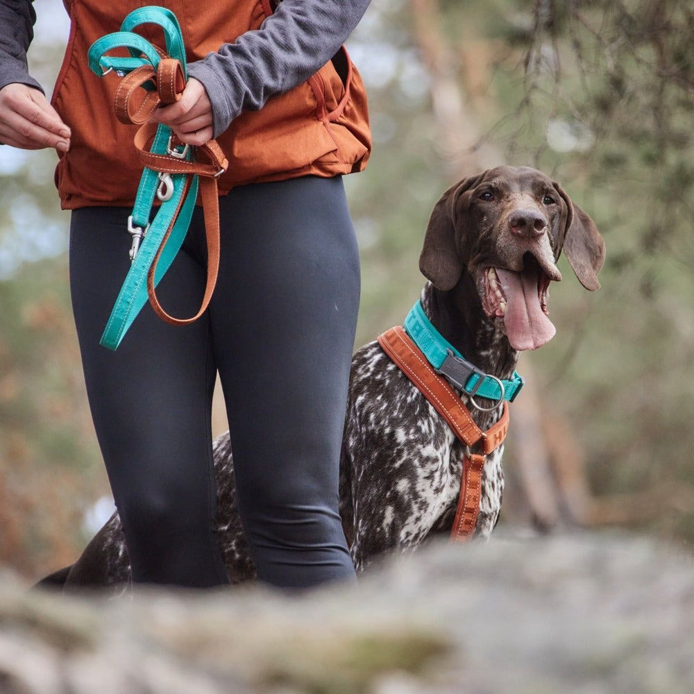 Sportliche Person hält eine reflektierende Hundeleine, während ein freundlicher Hund mit gepunktetem Fell neben ihr sitzt.