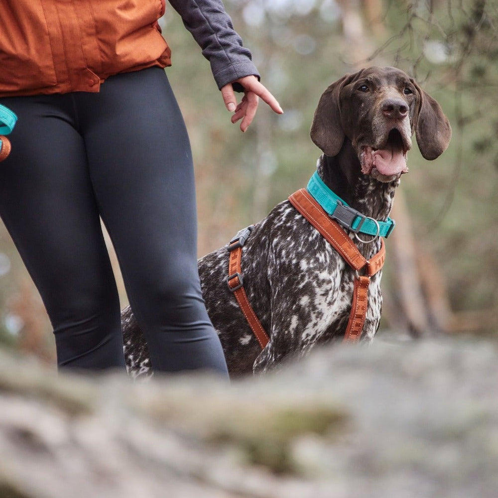 Sportliche Person hält braunen Hund mit weißen Flecken an einer reflektierenden Hundeleine im Wald.