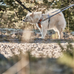 Hund mit hellem Fell an Geschirr und Multilong Leash Eco; natürliche Umgebung mit Bäumen im Hintergrund.