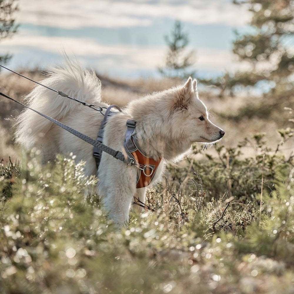 Weiße Hund an Eco Multilong Leash in natürlicher Umgebung mit Grünpflanzen und Büschen bei Tageslicht geführt