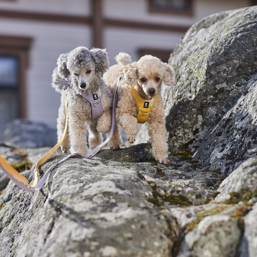 Zwei Hunde auf einem großen Felsen, einer mit grauem, lockigem Fell und lila Geschirr, der andere hellbraun.