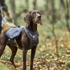 Hund im Wald mit grauem Hunderucksack Expedition Pack ECO, dekoratives Muster, Laubboden im Hintergrund, umweltfreundliches Geschirr.