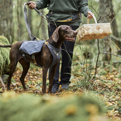 Hund mit grauem Expedition Pack ECO Rucksack im herbstlichen Wald neben Person mit Korb.