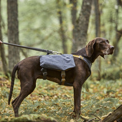 Brauner Hund im Wald mit grauem Hunderucksack Expedition Pack ECO an Leine, umgeben von Laub und Bäumen.