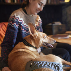 Person mit Hund auf Schoß in gemustertem Pullover, trägt Hygienehöschen Breezy ECO; Hund in Kleidung, unscharfe Bücher im Hintergrund.