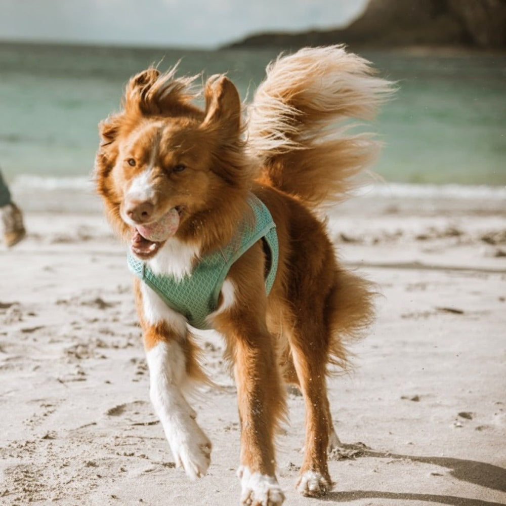 Hund mit türkisfarbenem Geschirr und Ball am Strand, Kühlweste Cooling Wrap carnation, fröhlich, Meer im Hintergrund