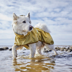 Hund im gelben reflektierenden Regenmantel am Strand bei bewölktem Himmel