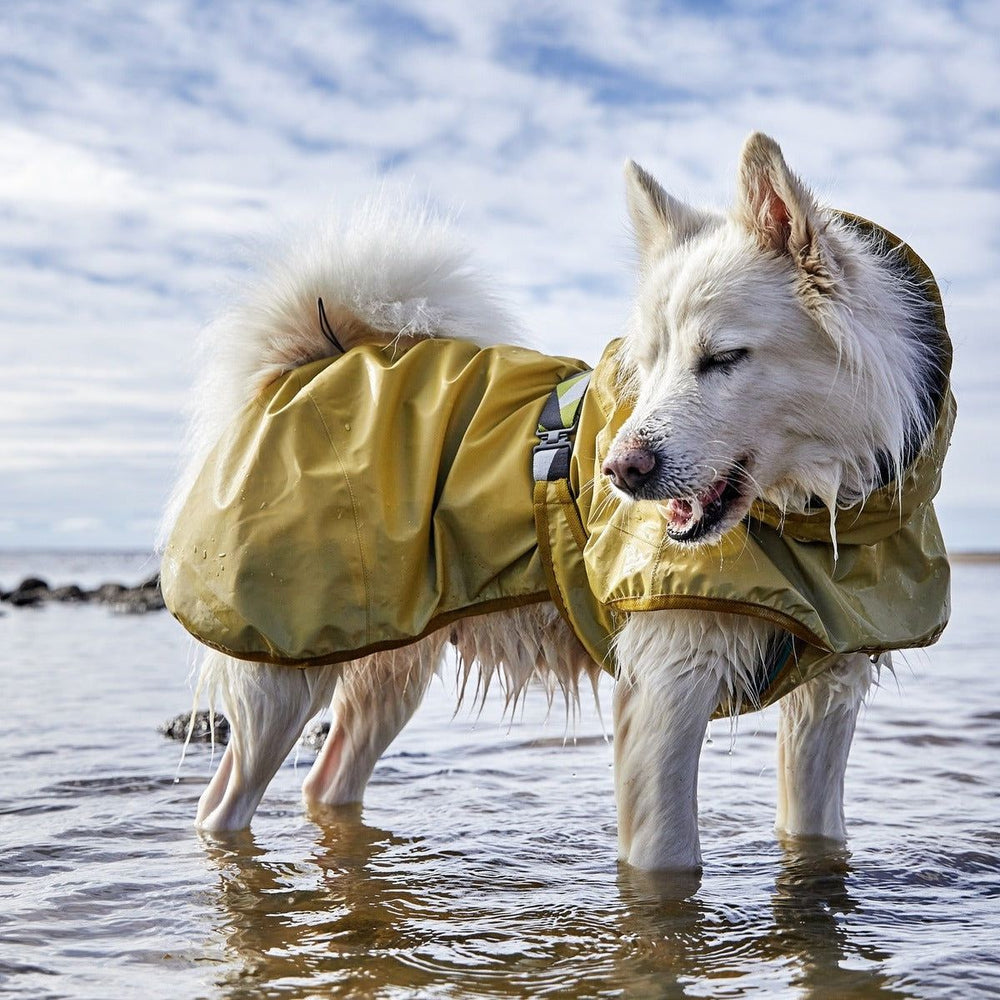 Hund in reflektierendem gelbem Regenmantel am Strand im seichten Wasser vor bewölktem Himmel.