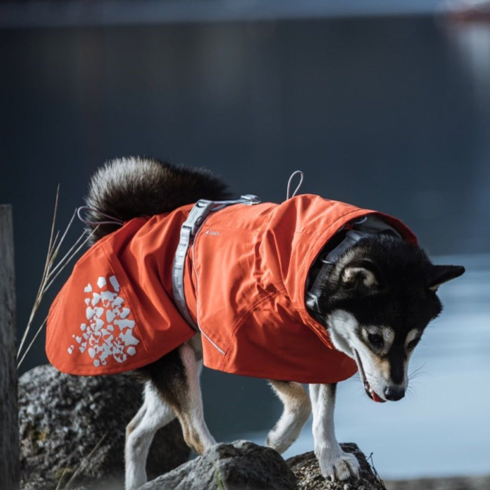 Hund mit leuchtend orangenem Regenmantel auf Felsen, Wasser im Hintergrund, auffälliges Muster seitlich, Monsoon Coat.